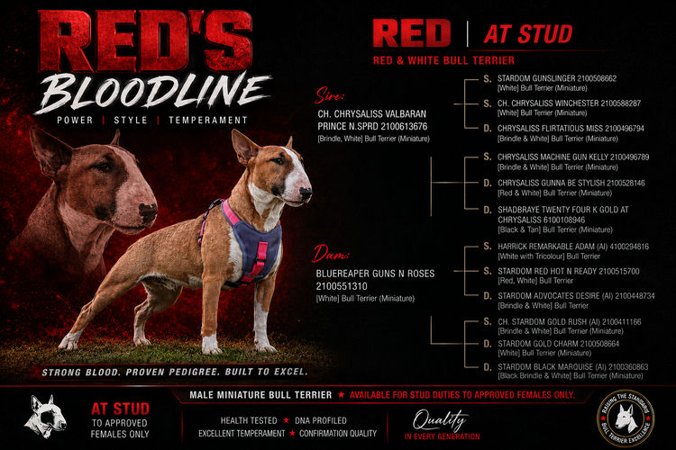 Dustin Kennels - Miniature Bull Terriers