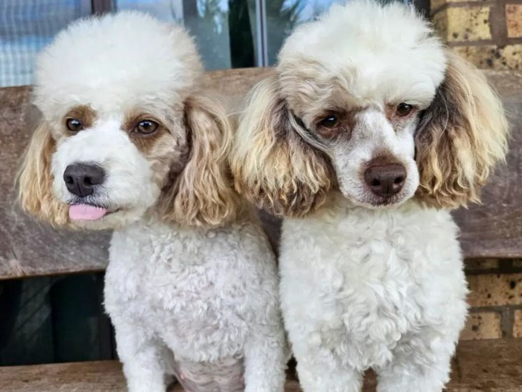 Razorback Cavoodles
