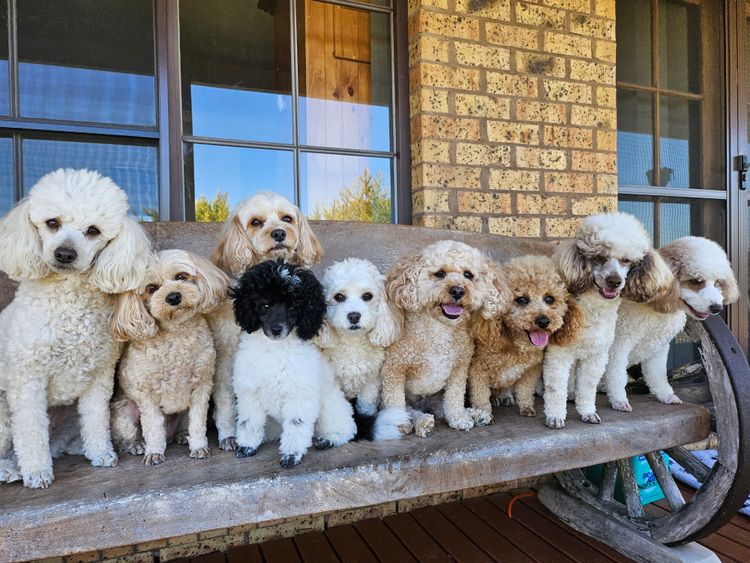 Razorback Cavoodles
