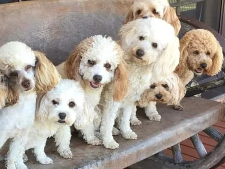 Razorback Cavoodles
