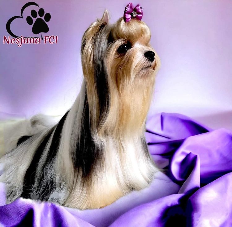 Affinage Biewer Terriers