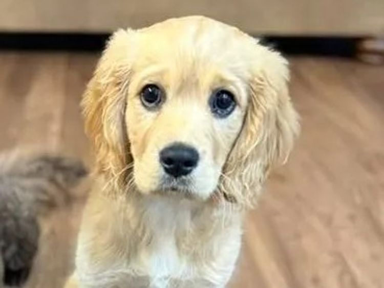 Peppertree Lane Cottage Retrievers