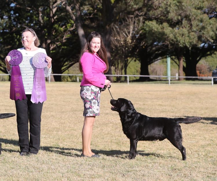 Eraky Labradors