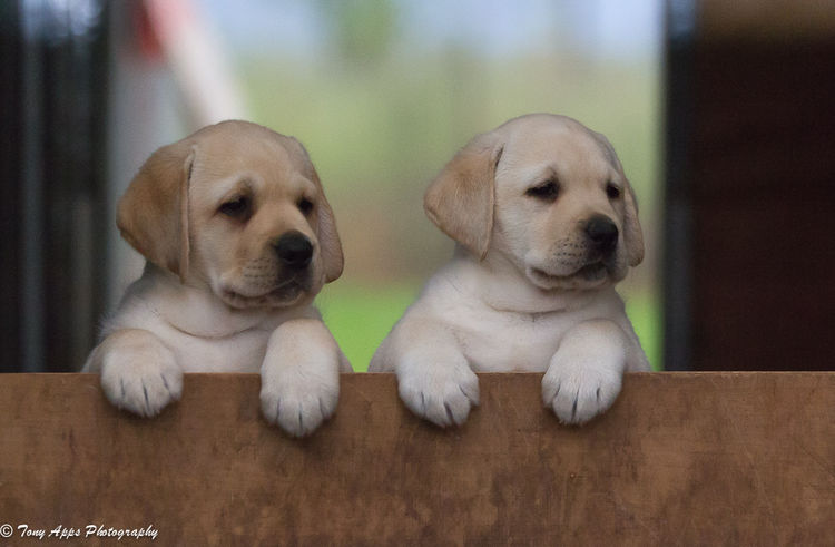 Eraky Labradors