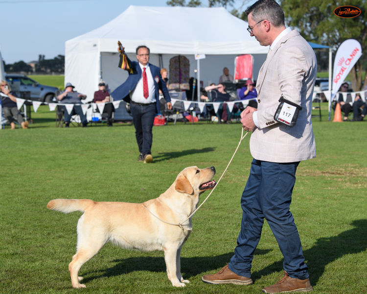 Eraky Labradors