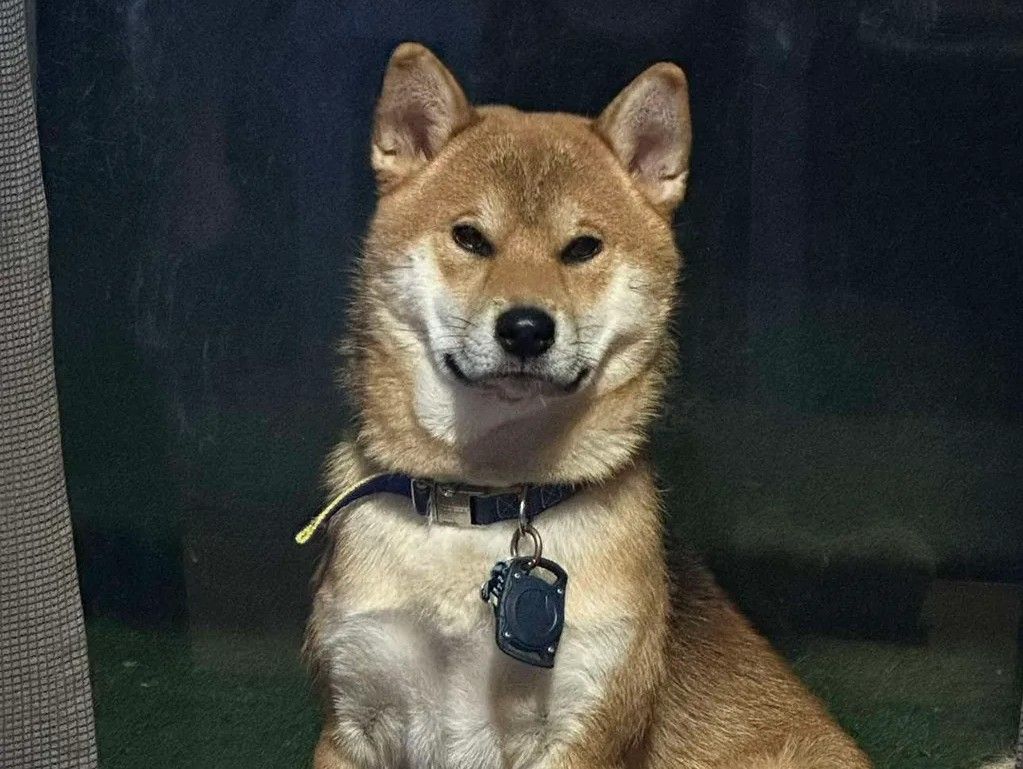 Shiba Inu puppies available from responsible breeders | RightPaw