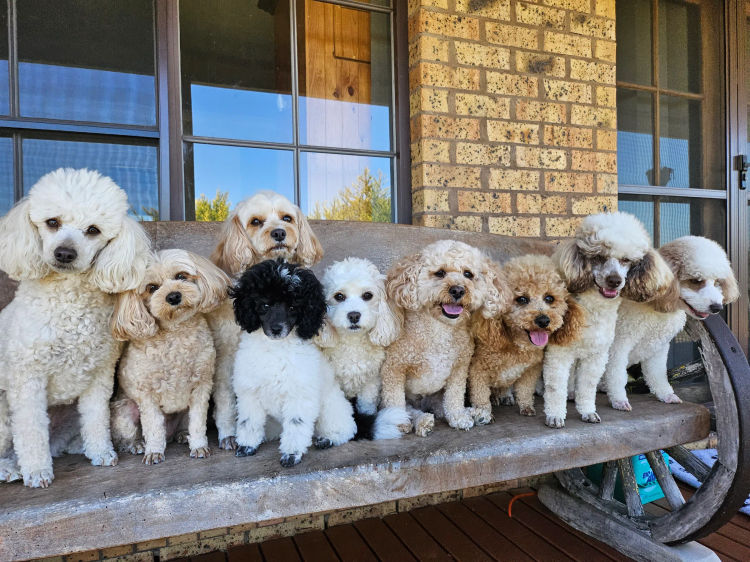 Razorback Parti Toy Poodles