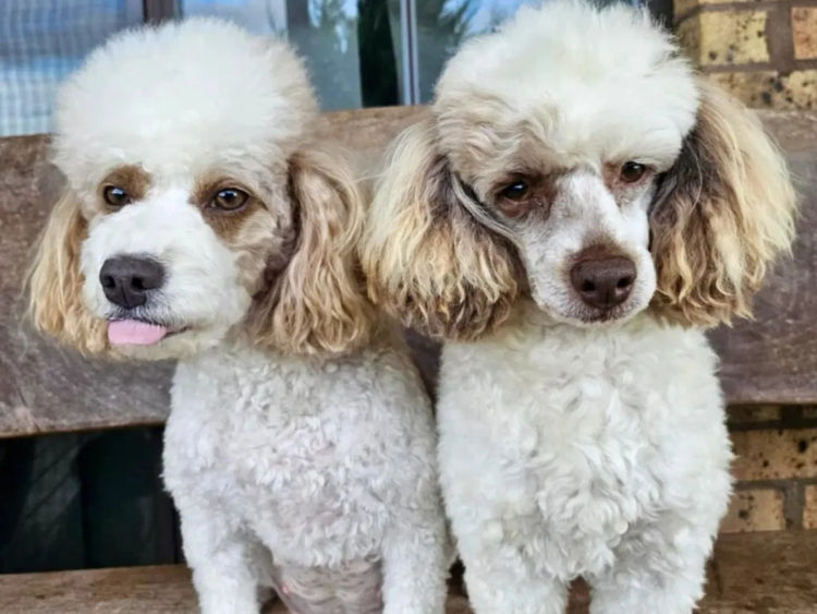 Razorback Parti Toy Poodles
