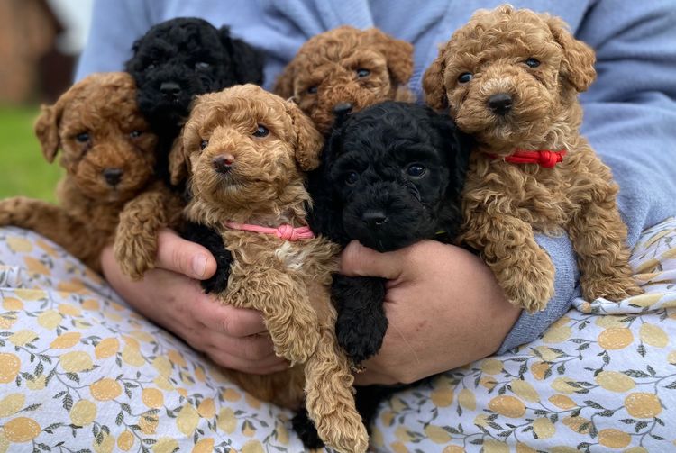 Jascoco Toy Poodles