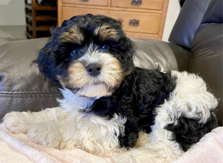 Vet-bred Cavoodles of Orange