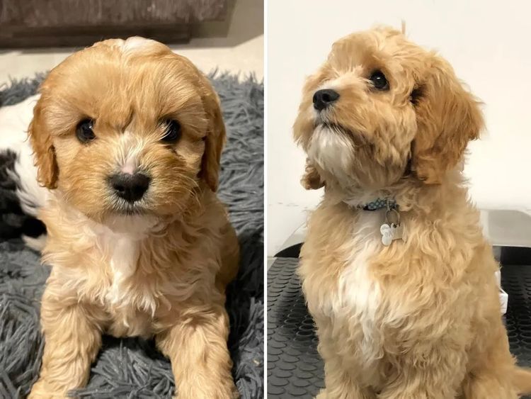 Vet-bred Cavoodles of Orange