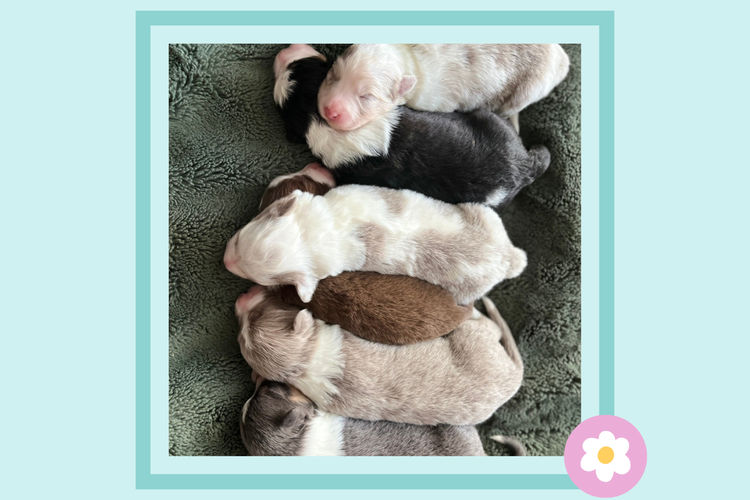 The Tuesday Pups