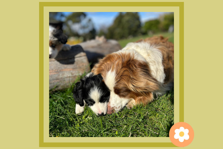 The Tuesday Pups