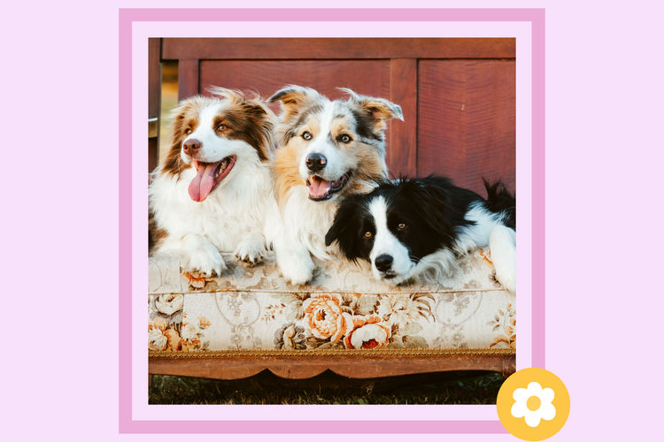 The Tuesday Pups
