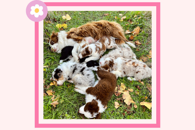 The Tuesday Pups