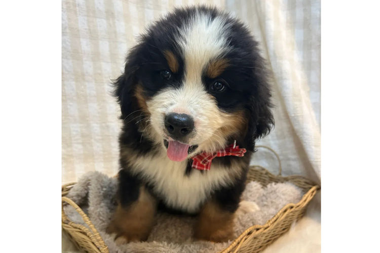 Country Canine Co. - Bernese Mountain Dog