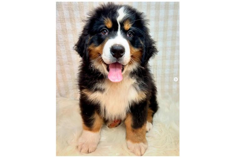 Country Canine Co. - Bernese Mountain Dog