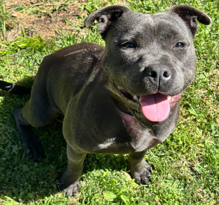 BONFAY Blue Staffordshire terriers