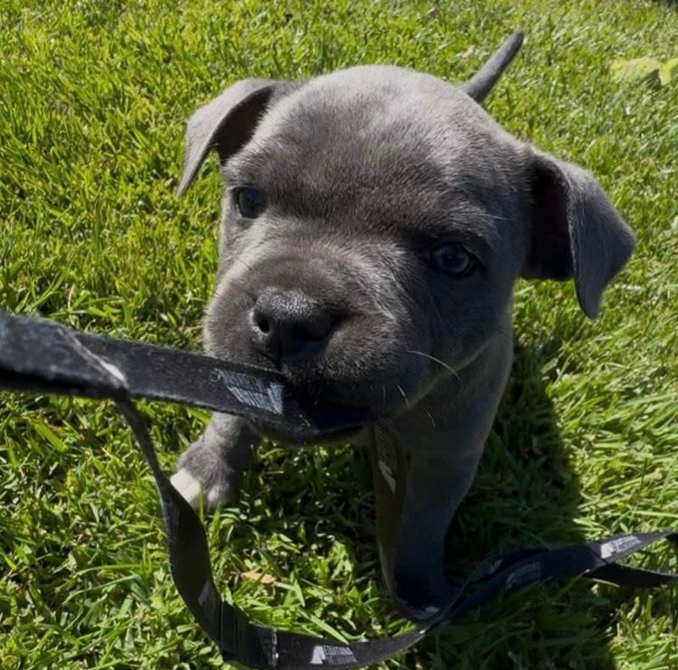 BONFAY Blue Staffordshire terriers