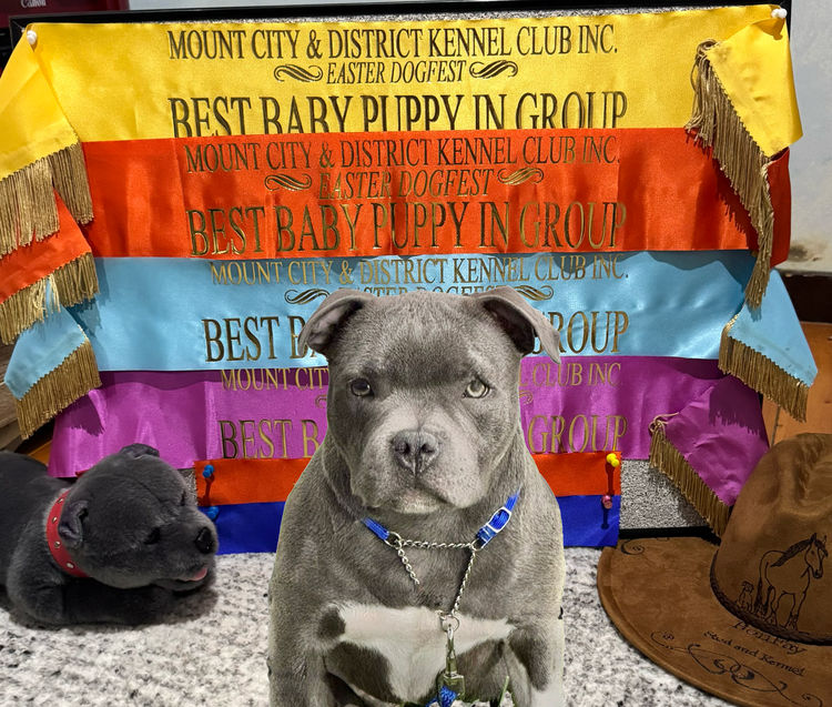 BONFAY Blue Staffordshire terriers