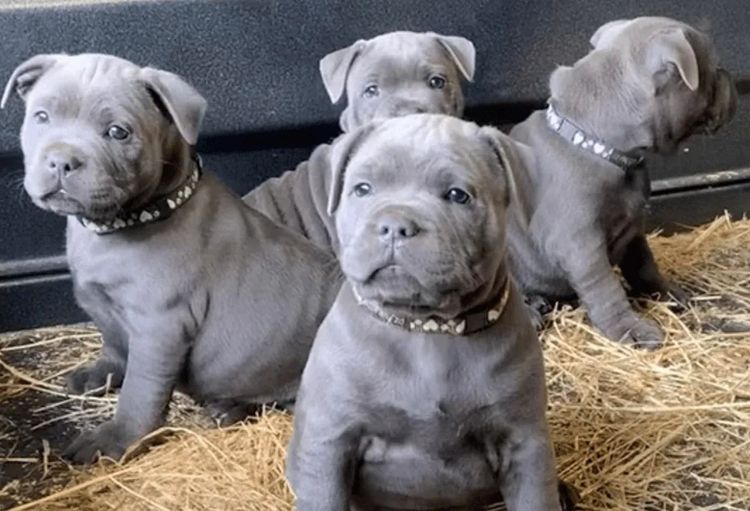 BONFAY Blue Staffordshire terriers