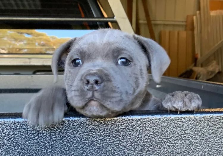 BONFAY Blue Staffordshire terriers