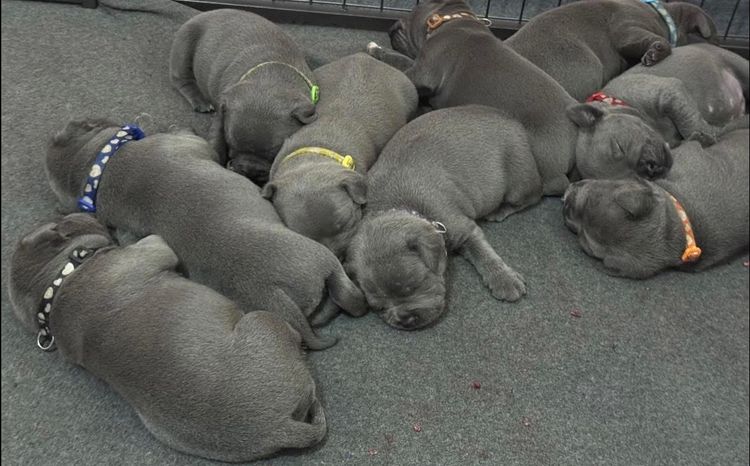 BONFAY Blue Staffordshire terriers