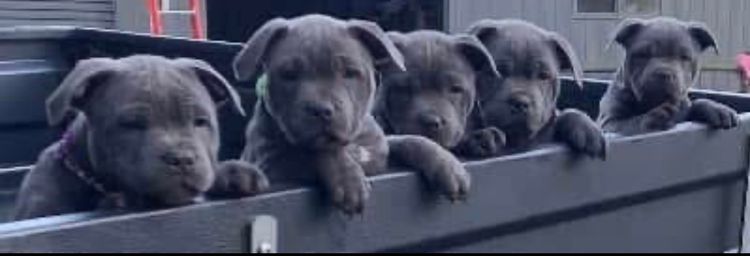 BONFAY Blue Staffordshire terriers
