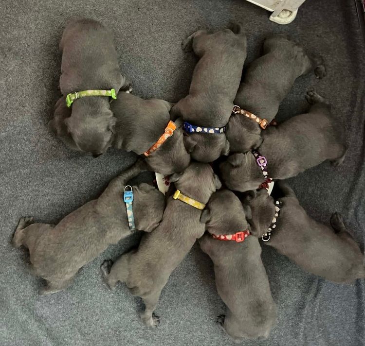 BONFAY Blue Staffordshire terriers