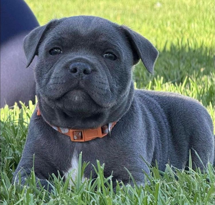 BONFAY Blue Staffordshire terriers