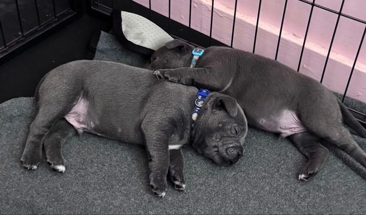 BONFAY Blue Staffordshire terriers