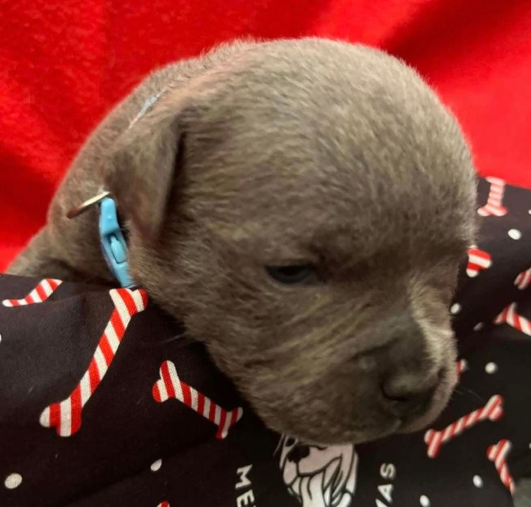 BONFAY Blue Staffordshire terriers