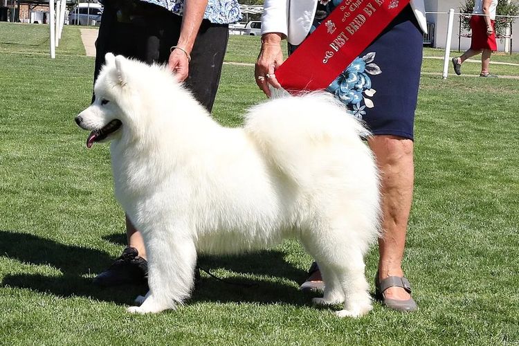 Anaky Samoyeds
