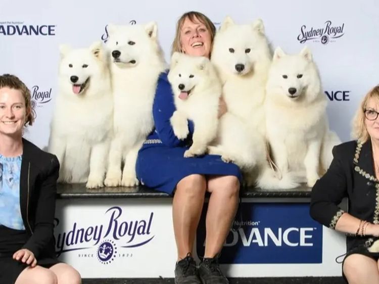 Anaky Samoyeds
