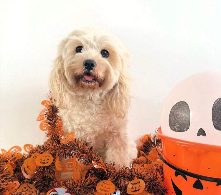Haus Of Cavoodles