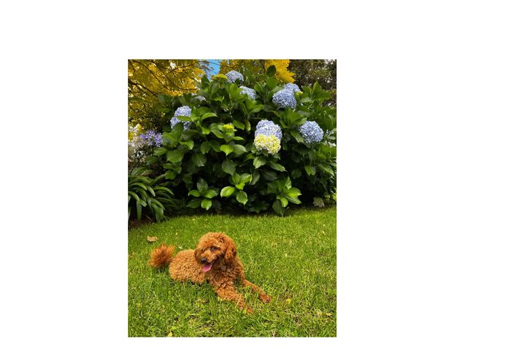 Misty Range Farm mini Groodles