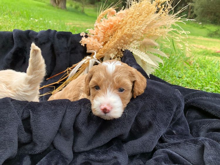 Misty Range Farm mini Groodles