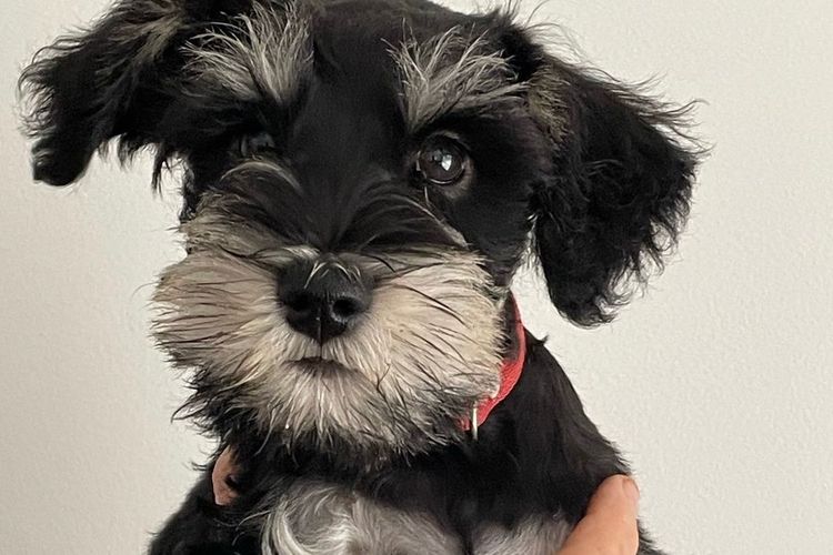 Magicpipsqueak Miniature Schnauzers