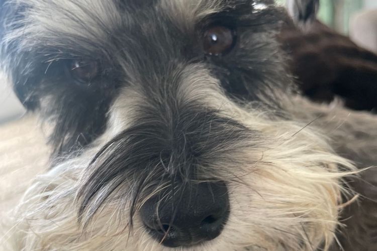 Magicpipsqueak Miniature Schnauzers
