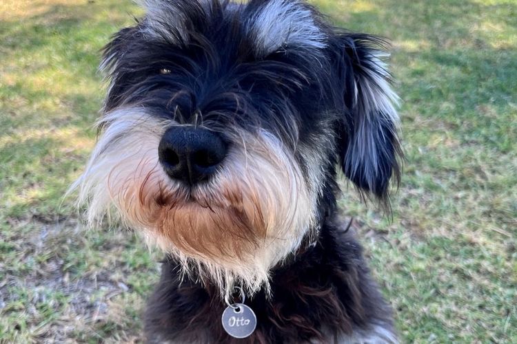 Magicpipsqueak Miniature Schnauzers