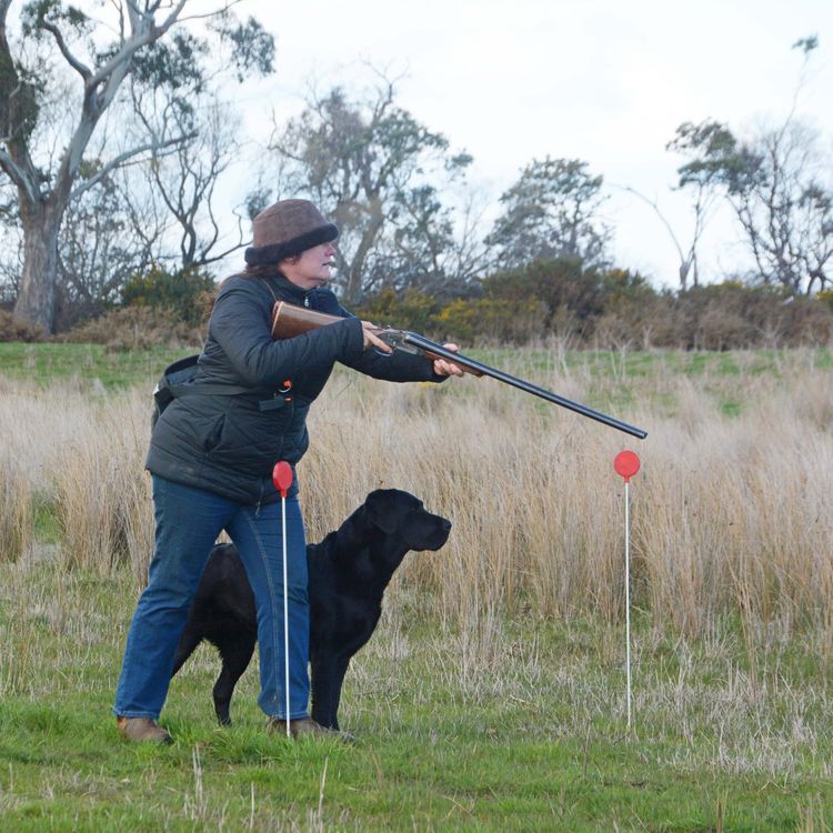 Ellsolut Labradors