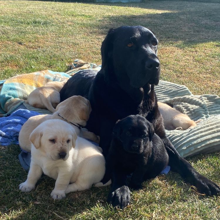 Ellsolut Labradors