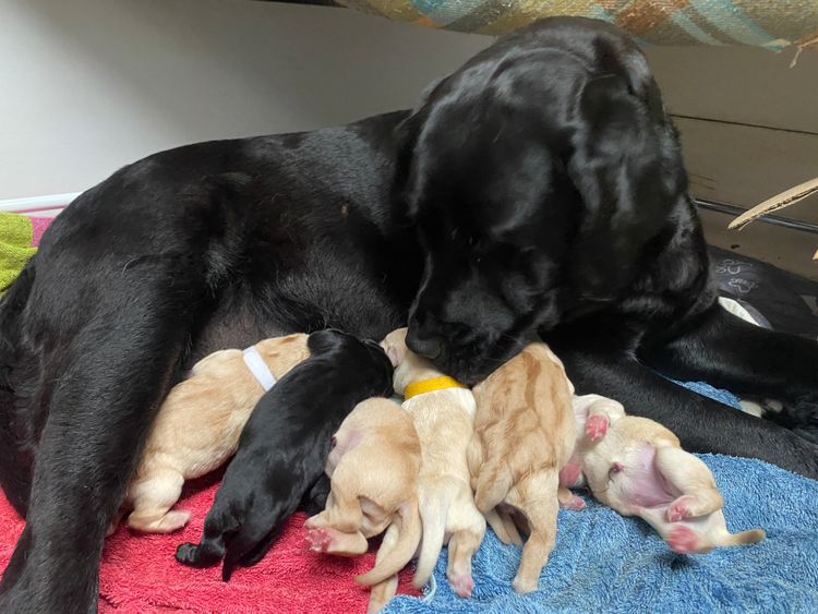 Ellsolut Labradors