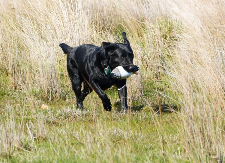 Ellsolut Labradors
