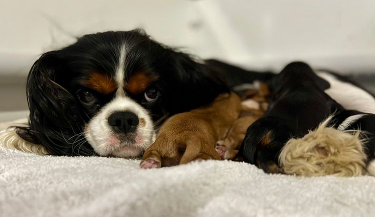 MARVELlous Cavaliers