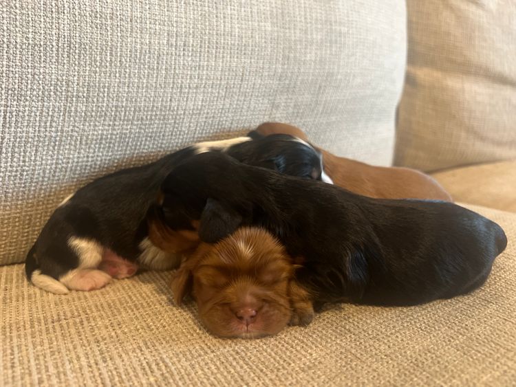 MARVELlous Cavaliers