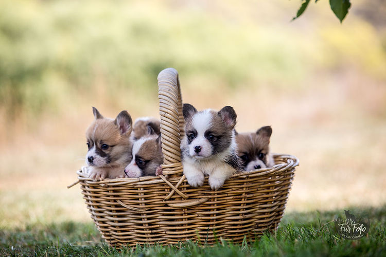 Nireno Pembroke Corgis