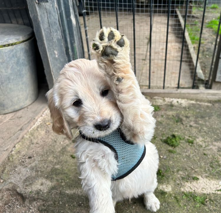 Coffee Kennels - Groodles
