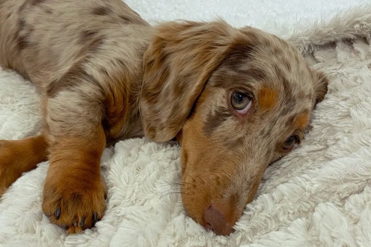 Westside Dachshunds