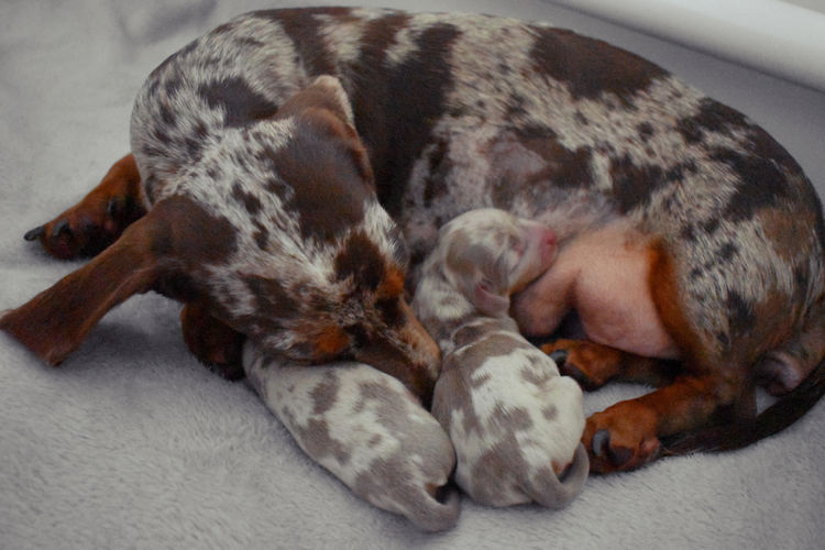 Westside Dachshunds